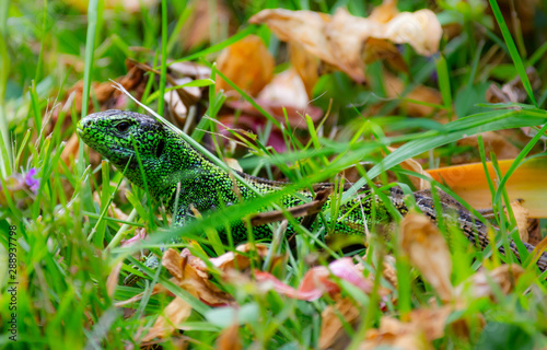 Green Sand lizard hiding in the grass