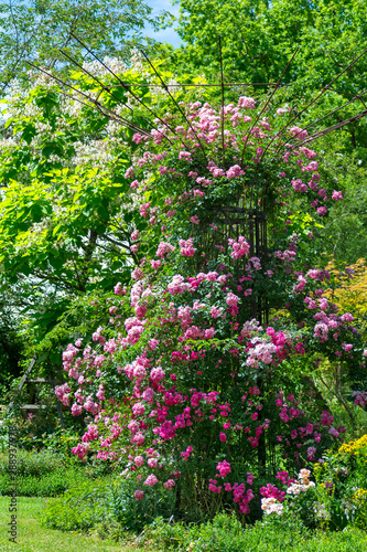 Idyllic rose garden