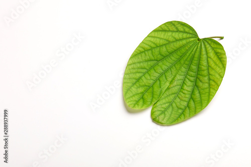 Dussehra greeting card using apta   Bauhinia racemosa