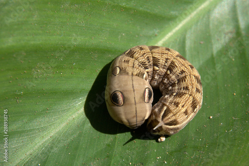 Elephant hawk moth caterpillar mimicking a small snake (Deilephila elpenor Sphingidae) photo