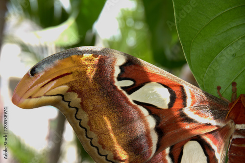 The Atlas Moth close up of the wing tip showing snake head design. (Attacus Atlas) World's largest Moth. . Chiang Mai, Thailand..