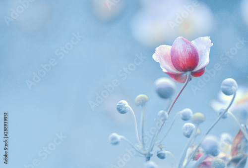 Japanese anemone flowers blue background