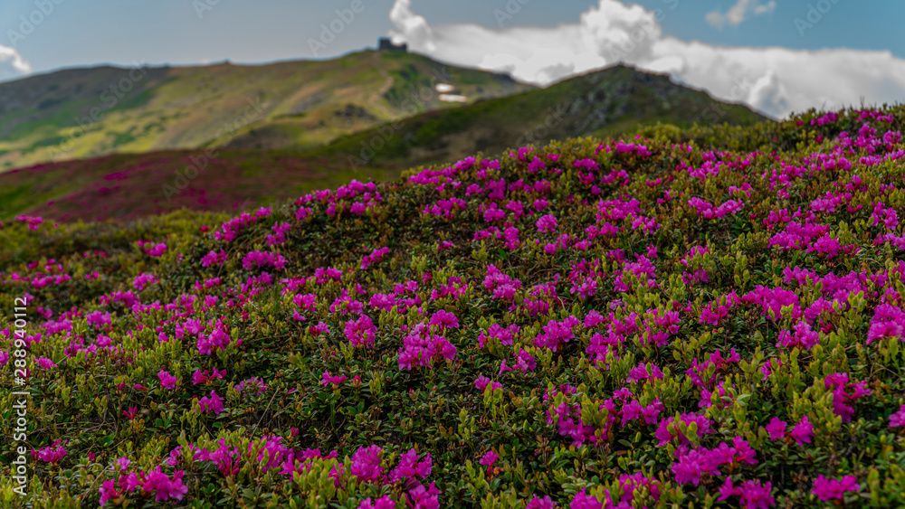 flowers of rhododendron in the foreground and in the back of the observatory pip ivan flowers of rhododendron in the foreground and in the back of the observatory pip ivan