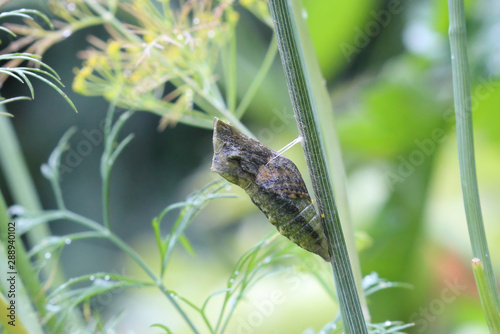 Dernier stade de l'evolution du papillon Machaon.  L'enveloppe de la chrysalide devient transparente.