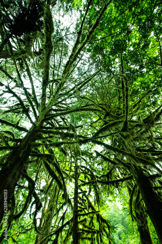 Beautiful green tree fully covered with moss in the wet forest of Vancouver Island  sunlight and blue sky during a summer day