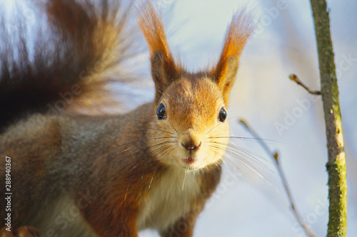 Neugieriges Eichhörnchen im Winter im Sonnenlicht Sciurus vulgaris