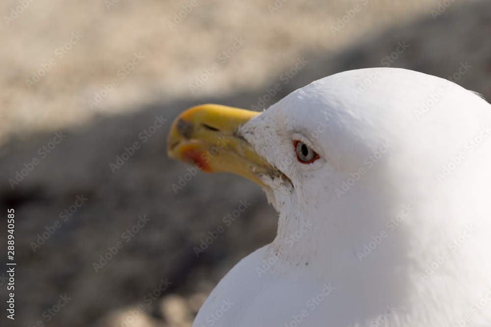 Close-up of the head of a seagull on the Atlantic coast. Close-up of the head of a seagull on the Atlantic coast.