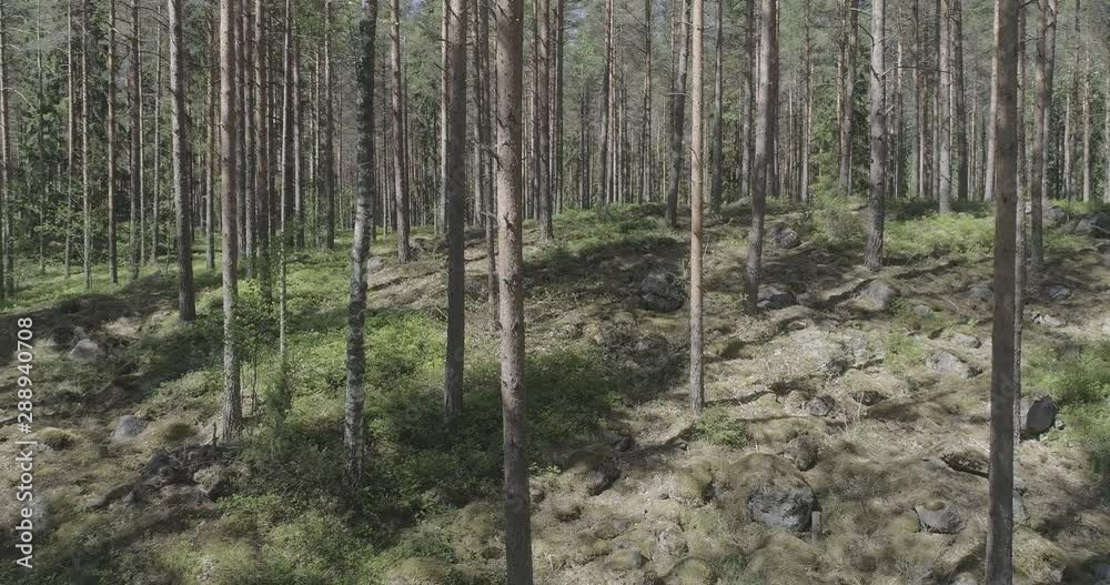 Moving in the midst of trees in a Finnish forest in the summer. Moving in the midst of trees in a Finnish forest in the summer.