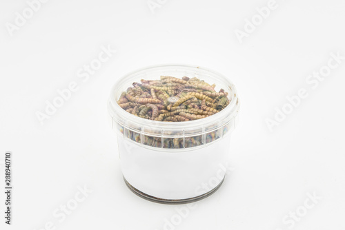 edible mealworms isolated high quality photo