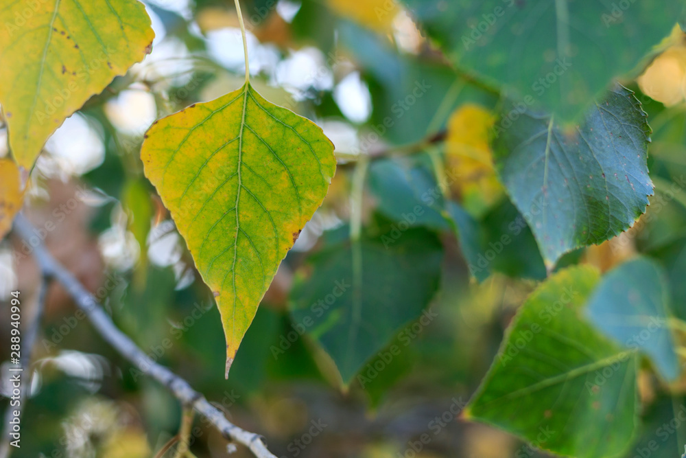 yellow and green leaves on tree branches, summer transition to autumn yellow and green leaves on tree branches, summer transition to autumn