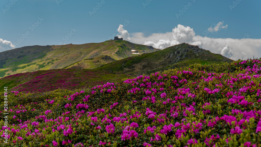 flowers of rhododendron in the foreground and in the back of the observatory pip ivan flowers of rhododendron in the foreground and in the back of the observatory pip ivan