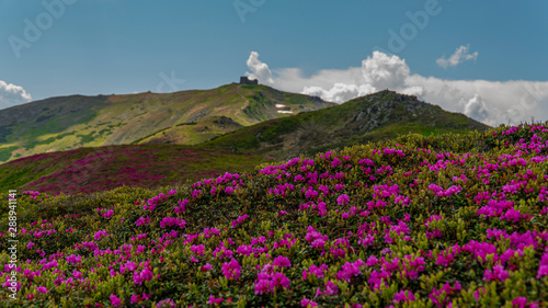 Fototapeta Naklejka Na Ścianę i Meble -  flowers of rhododendron in the foreground and in the back of the observatory pip ivan