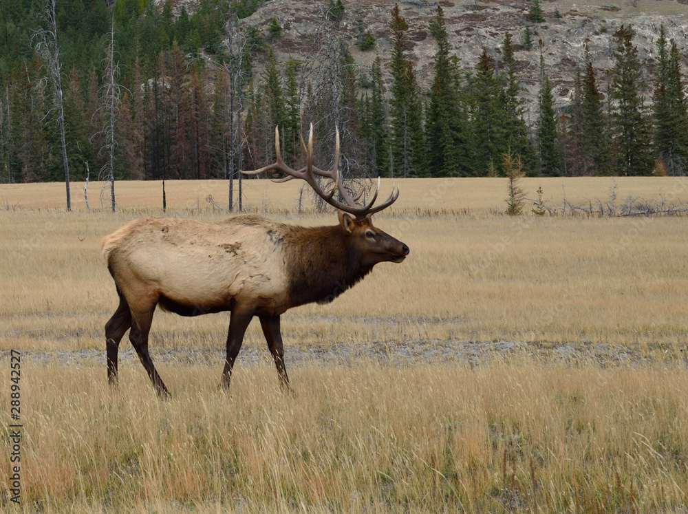 Bull elk walking through a meadow