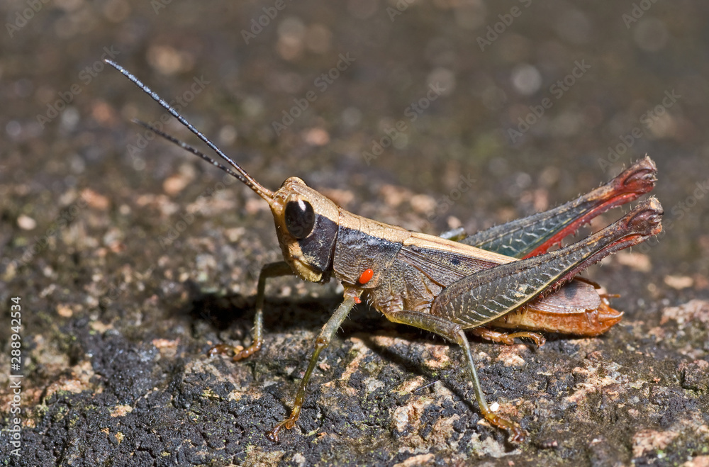 Short-horned grasshopper in Panama with red mite, a parasite, attached to its thorax. Short-horned grasshopper in Panama with red mite, a parasite, attached to its thorax.