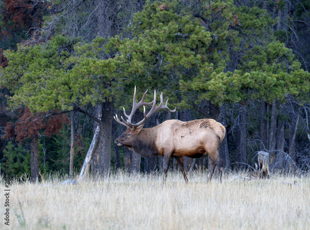 Large bull elk standing in the grass