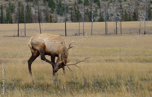Fototapeta Naklejka Na Ścianę i Meble -  A bull elk scratching in a mountain meadow