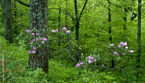 Fototapeta Naklejka Na Ścianę i Meble -  Great rhododendron (Rhododendron maximum) in woodland along the Blue Ridge Parkway in central Virginia in mid-May