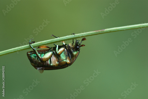 Green june beetle (Cotinus nitida) negotiating the horizontal stem of a plant using the hooks on its legs. photo