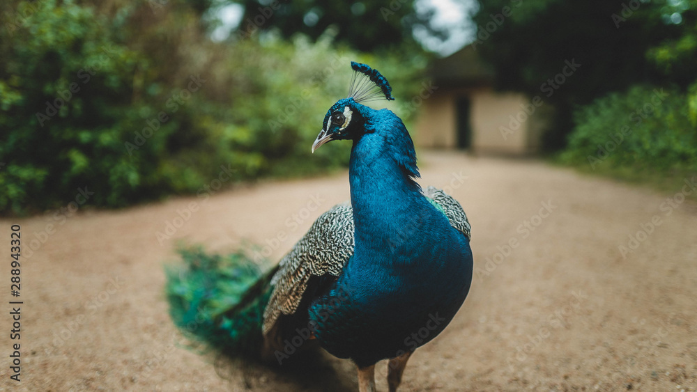 Fototapeta premium Peacock in a park