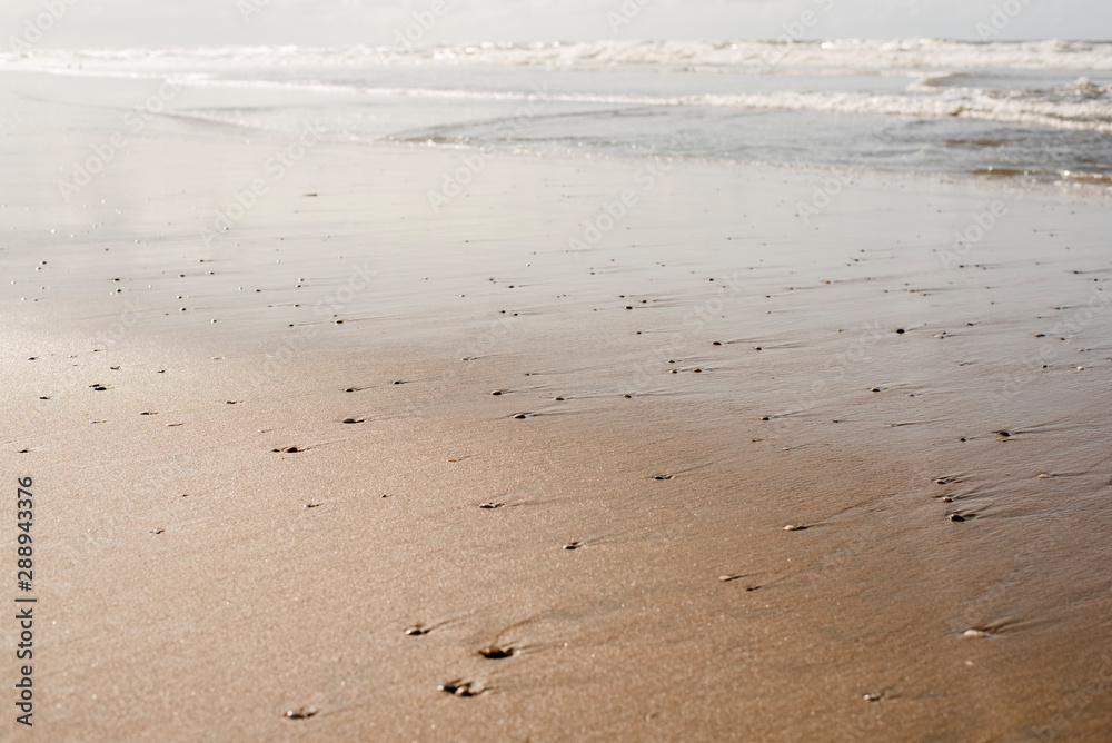 Texture of a sandy beach dotted with shells. Texture of a sandy beach dotted with shells.