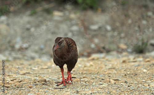 Wekaralle Rallenvogel in Neuseeland photo