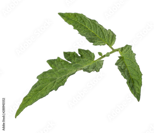 Tomato leaf isolated on white background with clipping path