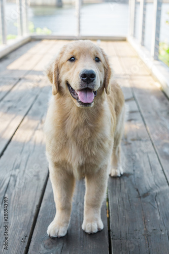 Golden Retriever Dog Smiling on Wooden Bridge