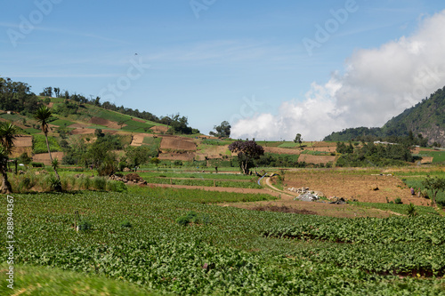 Rural landscape of agriculture in Latin America - mountains with vegetable planting