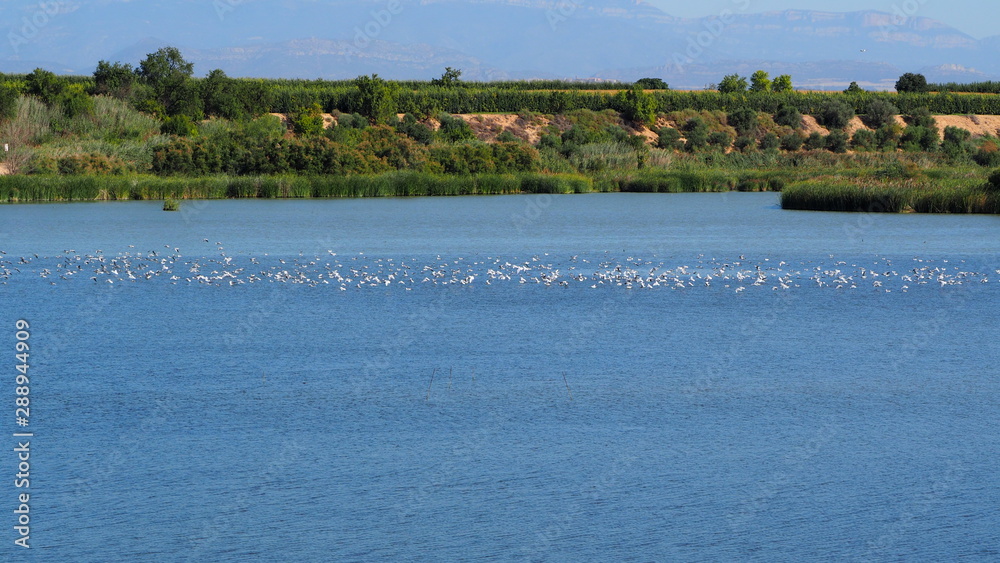 gaviotas sobre las tranquilas y mansas aguas del lago de Ivars y Vilasana, Cataluña