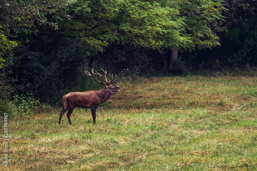 Red deer stag in autumn forest.