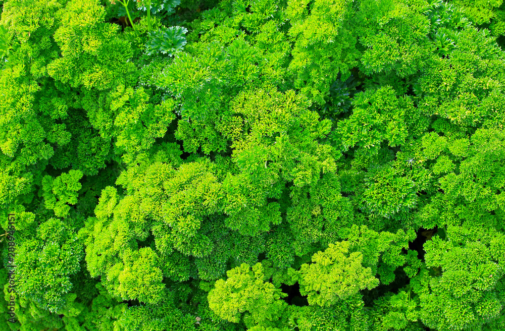Green leaves of curly parsley (Petroselinum) background. Popular culinary flavoring. 