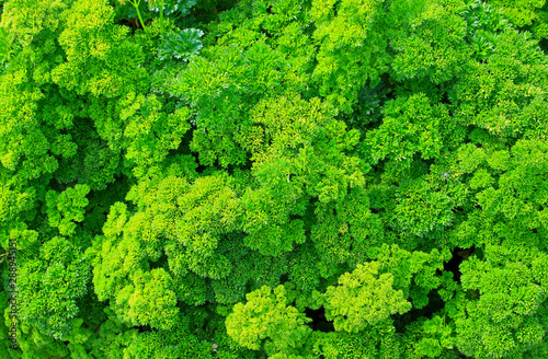Green leaves of curly parsley (Petroselinum) background. Popular culinary flavoring.  © Вера Тихонова