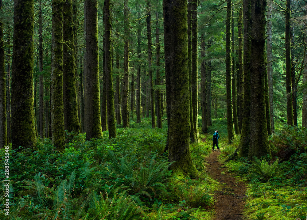Hiker admiring ancient  trees in temperate rain forest of Suislaw National Forest along Cooks Ridge Trail at Cape Perpetua, Oregon. - obrazy, fototapety, plakaty 
