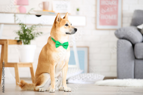 Shiba inu dog with green bow tie sitting on the floor at home