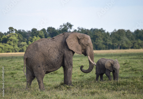 Momma and Baby Elephant 