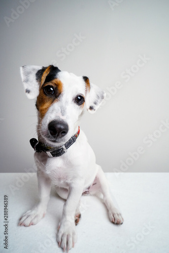 Jack Russel Terrier Puppy sitting on white table and looking innocentin