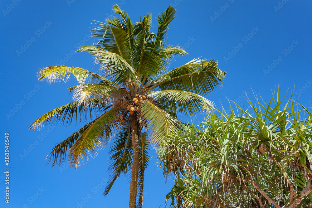 Naklejka premium Tops of Palm Trees on Clear Blue Sky