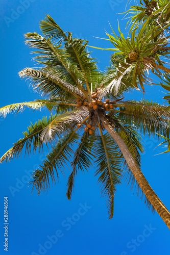 Tops of Palm Trees on Clear Blue Sky