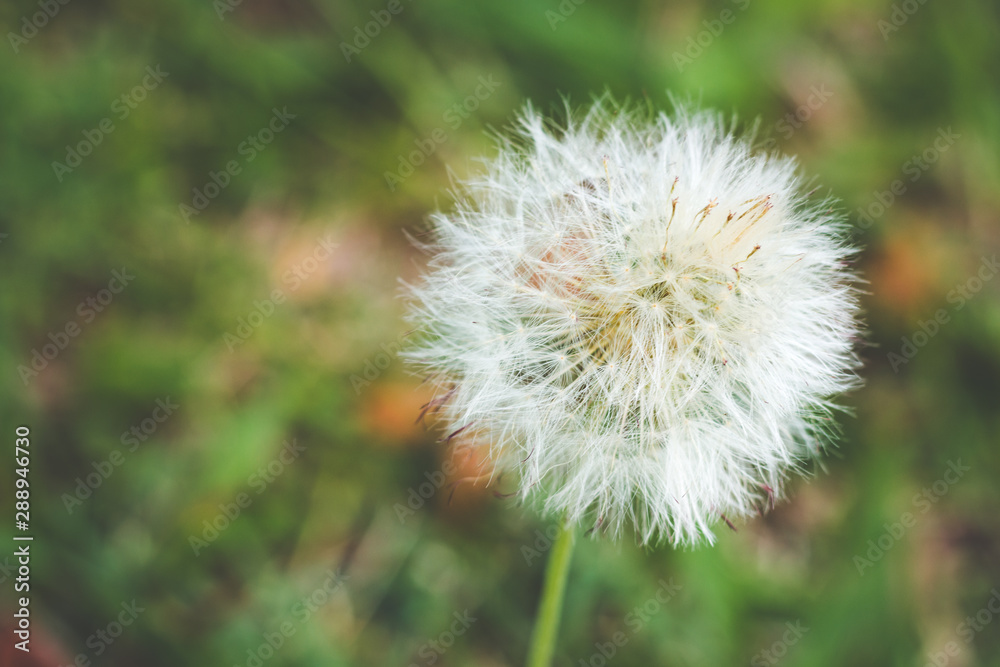 dandelion on background of green grass dandelion on background of green grass