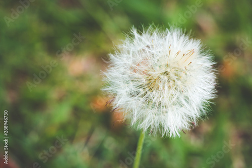 dandelion on background of green grass