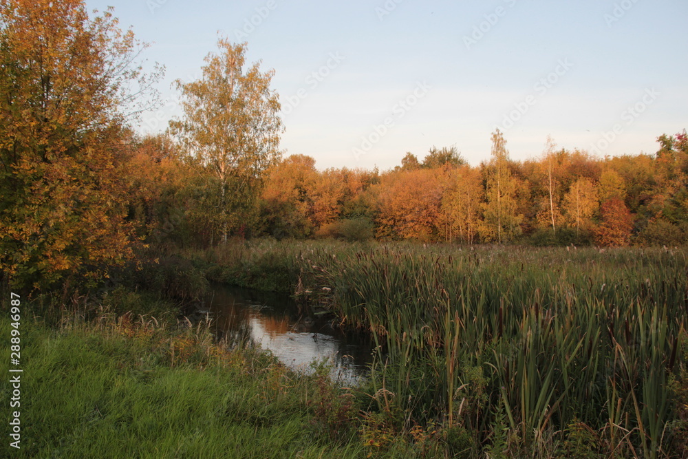 Fototapeta premium Golden and green trees on riverside with cane and blue sky