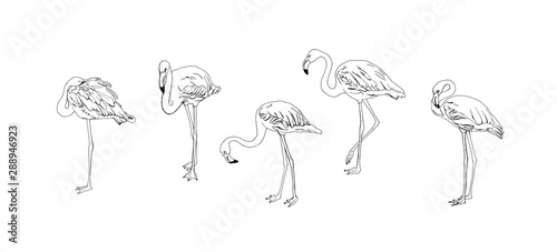 Flamingo set contour drawing vector isolated black