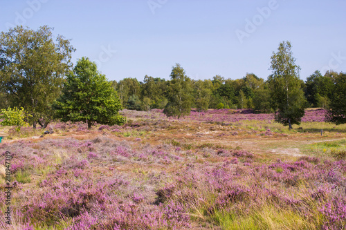 Heathland in National Park Maasduinen in the Netherlands