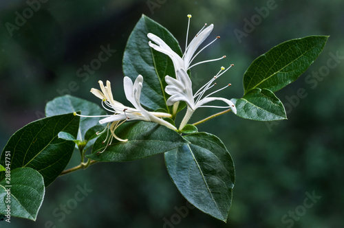 фотографія Japanese honeysuckle (Lonicera japonica) flowers in June in central Virginia