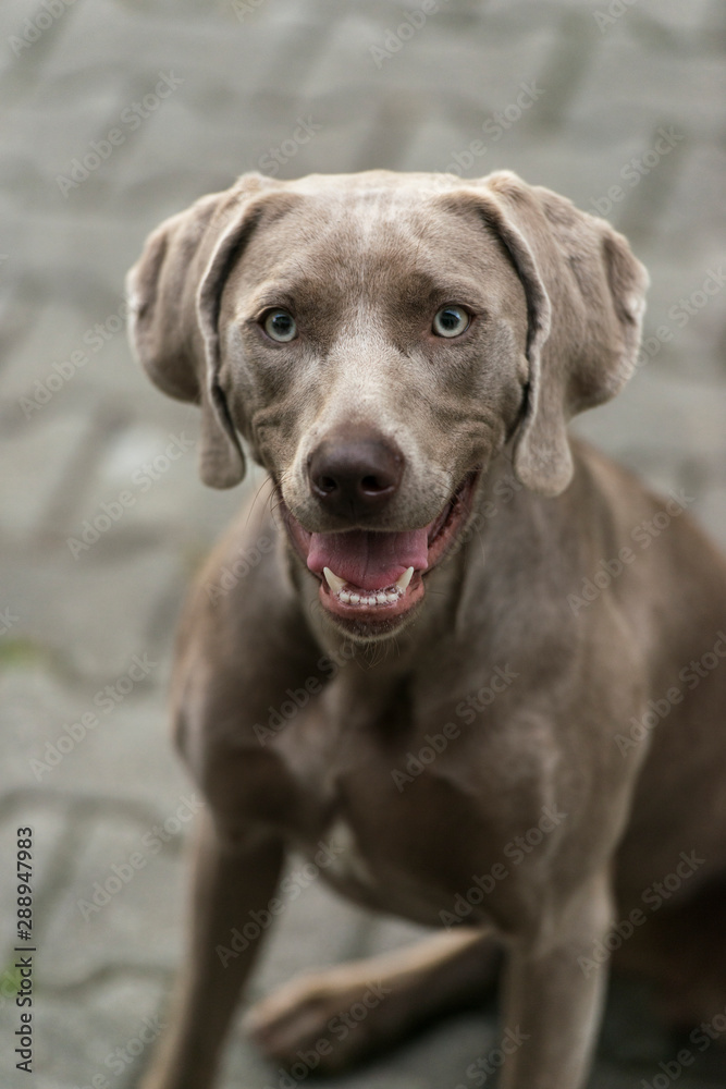 Portrait of a weimaraner breed grey hunting dog in summer park. Happy healthy dog concept.