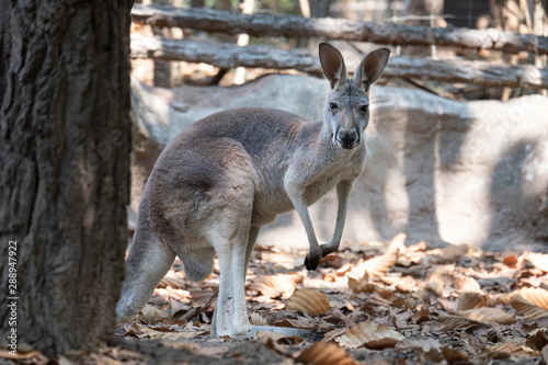 Fototapeta Naklejka Na Ścianę i Meble -  kangaroo