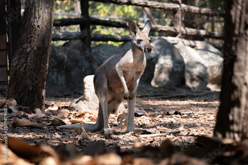 kangaroo