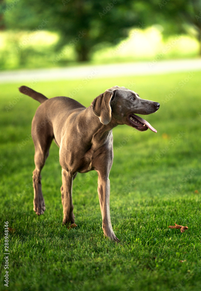 Grey shorthaired Weimaraner hunting dog standing in the park in summer day. Grey shorthaired Weimaraner hunting dog standing in the park in summer day.