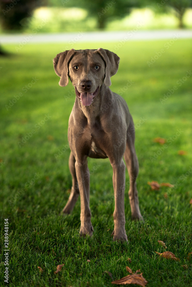 Grey shorthaired Weimaraner hunting dog standing in the park in summer day.