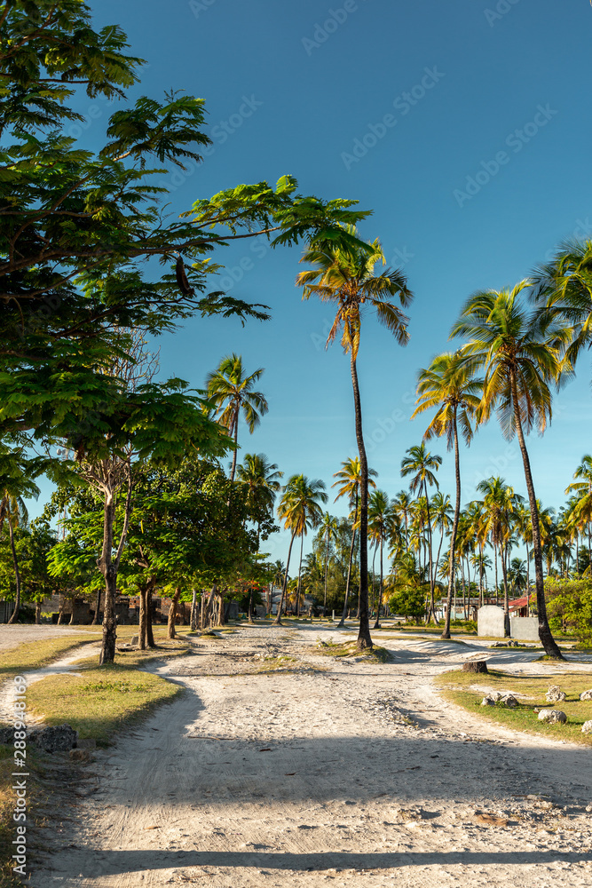 Road between coconut palm trees